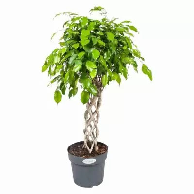 Фикус бенджамина Экзотика цилиндр