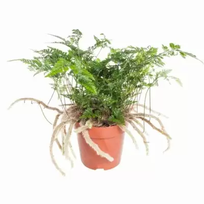 Даваллия Даваллия