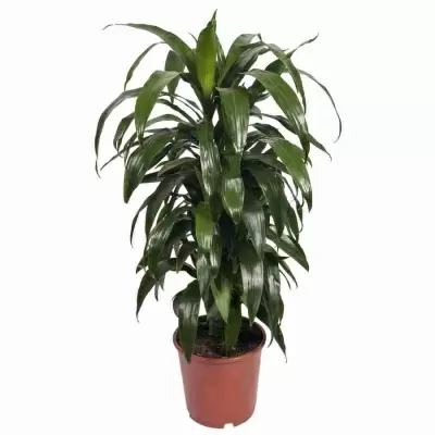 Драцена фрагранс Джанет Крейг разветвленная