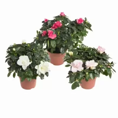 Азалия индика Микс