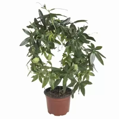 Пассифлора Карулеа