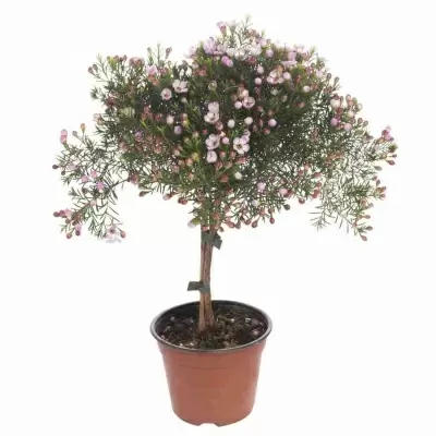 Хамелациум  Хамелациум