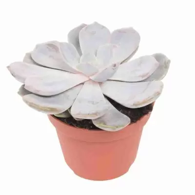 Эхеверия Криспата