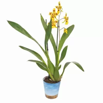 Одонтоцидиум Айриш Мист 2 ст