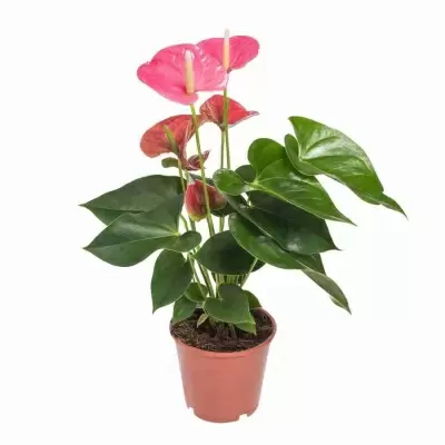 Антуриум андрианум Свит дримс