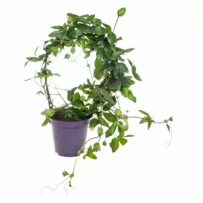 Пассифлора Силли Коу