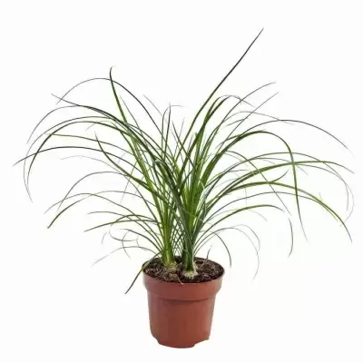 Нолина 3 лук