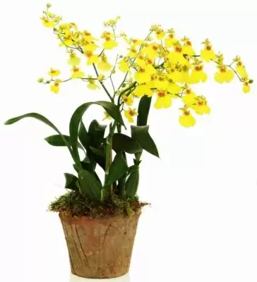 Онцидиум Желтый 1 ствол