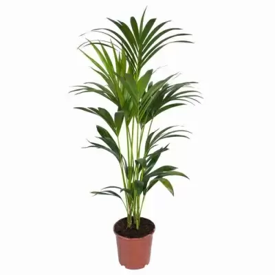 Ховея Форстериана