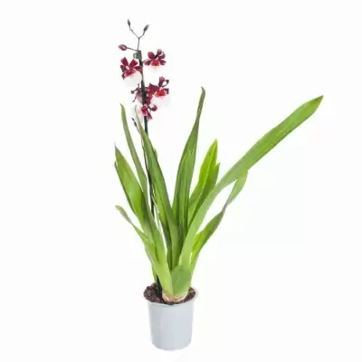 Камбрия Бартлей Шварц 1 ст