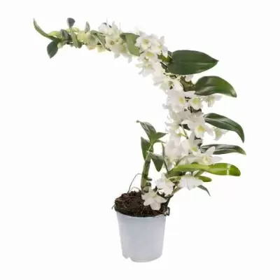 Дендробиум нобиле Белый бумеранг 1 ст