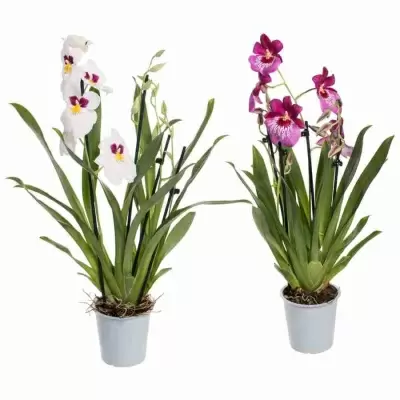 Мильтония Микс 3 ст