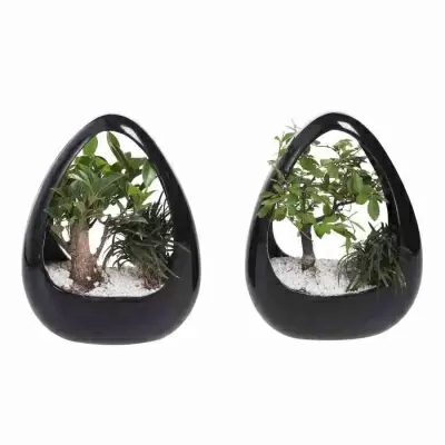 Бонсай фикус микрокарпа икебана