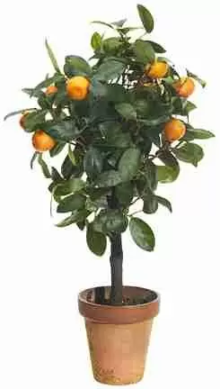 Апельсиновое дерево