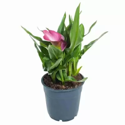 Калла Ремани Калла Ремани