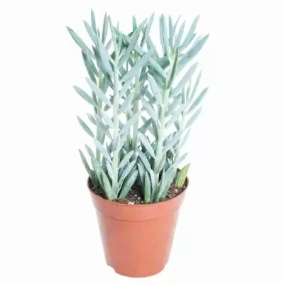 Крассула четырехгранная шиловидная