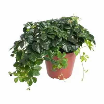 Циссус Стриата Циссус Стриата