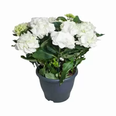 Гортензия Шнеебол (Schneeball) Гортензия Шнеебол (Schneeball)