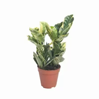 Кодиеум Эбурнеум