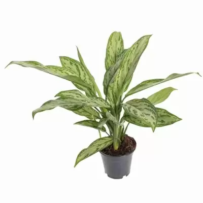 Аглаонема Сильвер Квин Аглаонема Сильвер Квин