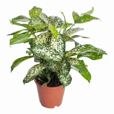 Драцена суркулоза Годсевиана