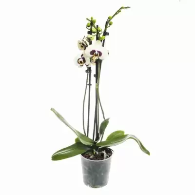 Фаленопсис Йеллоу Шоколад 2 ст