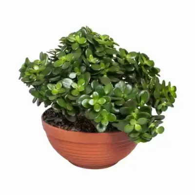 Аихризон (дерево любви)