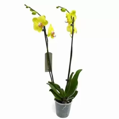 Фаленопсис Лайм