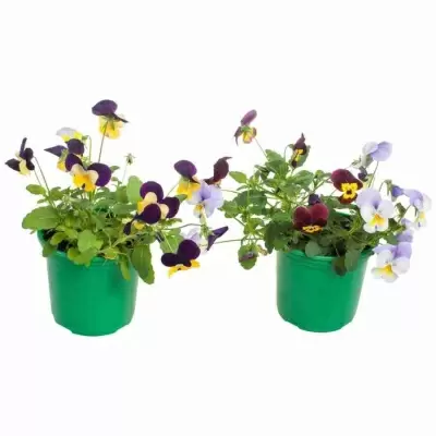 Виола мелкоцветковая