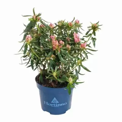 Азалия индика Фуджи