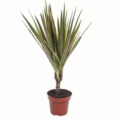 Драцена маргината Биколор 1 ст