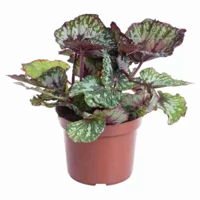 Бегония рекс Инка Грин