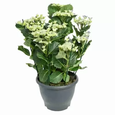 Гортензия мелкопильчатая Блю Берд 