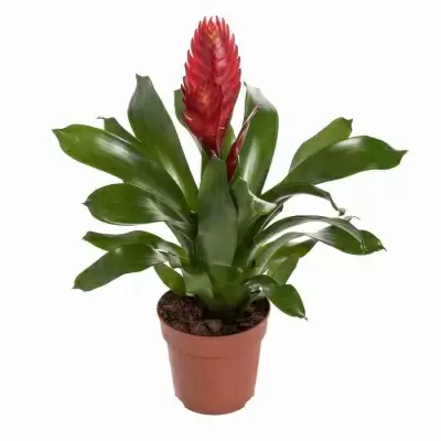 Вриезия Кристиан