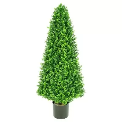 Самшиты деревья