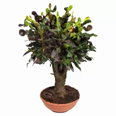 Кодиеум Мамми бонсай
