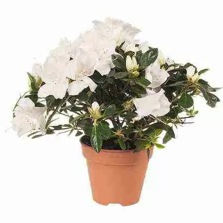 Азалия индика белая