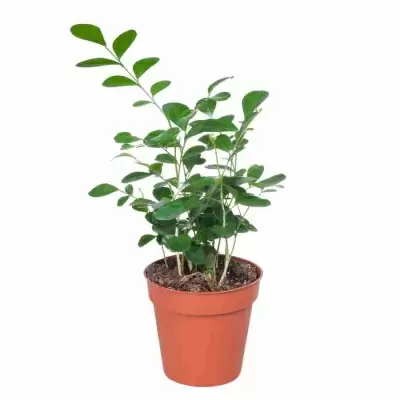 Муррайя Паникулята