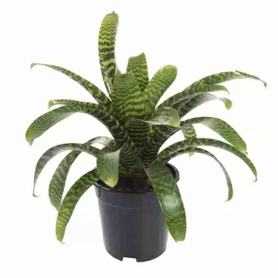 Вриезия Иероглиф 