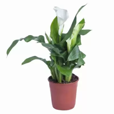 Калла Кристал Блаш