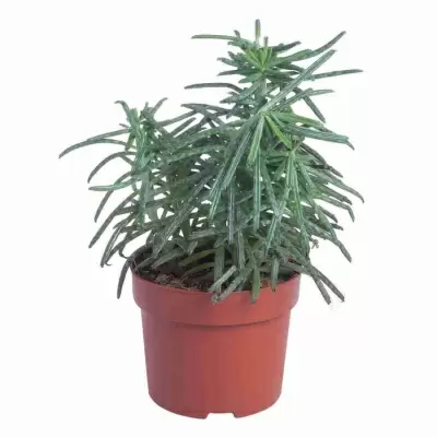 Каланхоэ трубкоцветное