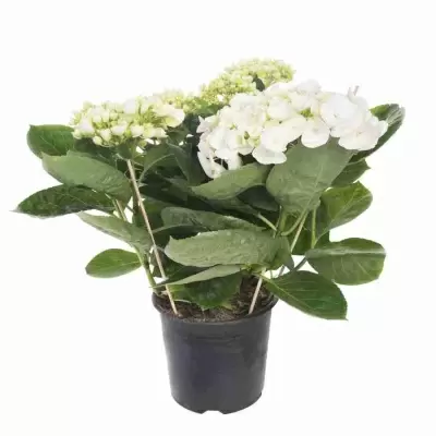 Гортензия Sister Theresa Гортензия Sister Theresa