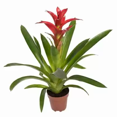 Гузмания Калипсо