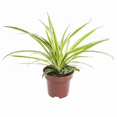 Хлорофитум Вариегата