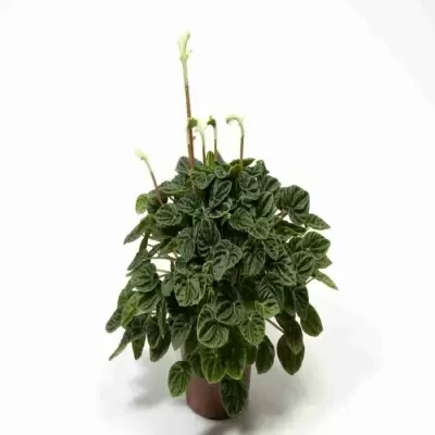 Пеперомия Лилиан