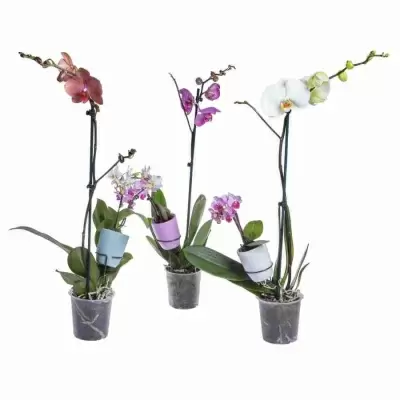 Фаленопсис Микс два размера