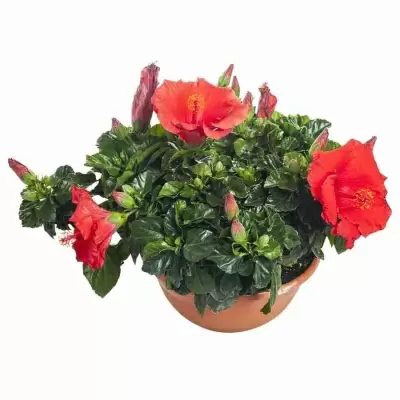 Гибискус Санни Бордо