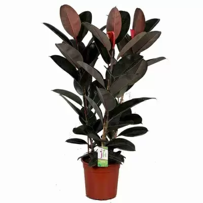 Фикус каучуконосный (эластика) Абиджан 3 ст Фикус каучуконосный (эластика) Абиджан 3 ст