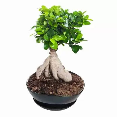 Бонсай микс Будда