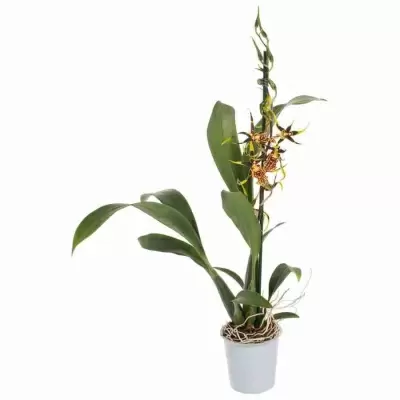 Камбрия Мистик Мейз 1 ст